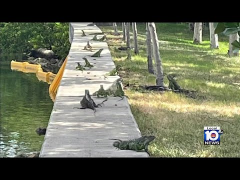 Can an iguana kill you?