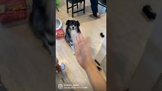 決闘!!（オーストラリアンシェパードの場合）#australianshepherd #オーストラリアンシェパード