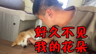 回到房车旅行生活中，离开这么多天最放心不下就是花，终于踏实了【ENG SUB】