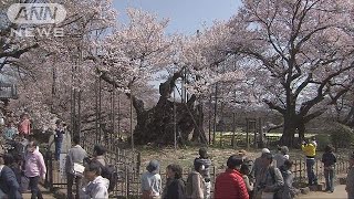 見事に咲いた山高神代桜　樹齢2000年の風格(18/03/31)