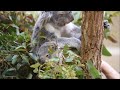 コアラの赤ちゃん☆王子動物園2015　mother and baby koala ☆ouji zoo