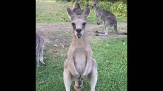 How do you feed wild kangaroos in Australia?