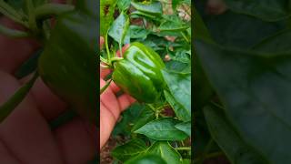 Organic Capsicum #short #shortsfeed