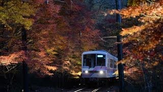 京都・洛北に「もみじのトンネル」　叡山電鉄鞍馬線