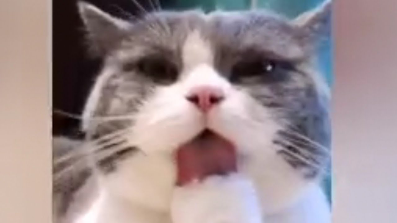 Funny And Cute Puppies Compilation Youtube