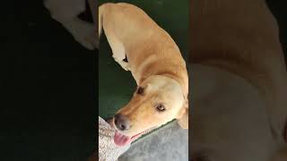 ഇപ്പോ ഭയങ്കര അനുസരണ ആണ് #trending #labrador #funnydog #doglover #funnylabrador #pets #youtube