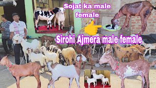 Sojat female male multiple bread ke bakriya hai available