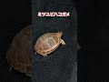 口を開けるミツユビハコガメ 亀 ハコガメ ミツユビハコガメ 爬虫類 爬虫類好き 爬虫類のいる生活 爬虫類イベント 爬虫類ショップ