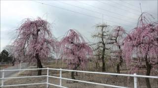 愛知県植木センター　２０１６，０３．０６