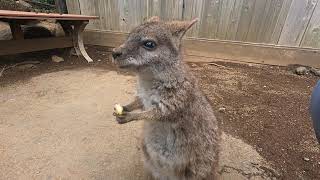 伊豆シャボテン公園　パルマワラビーちゃん