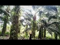 Harvesting in East Kalimantan Palm Plantation ||  Principal Height part 1