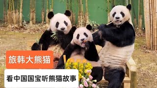 看中国国宝，听熊猫故事