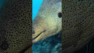 🐍 Giant Moray (Gymnothorax javanicus) – Lurking in the Reef’s Paradise