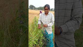 யார் இந்த பூ பார்த்து இருக்க 🌷🌷🌸