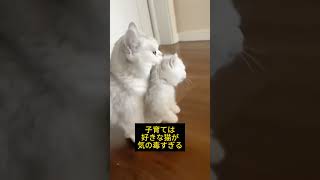 【おもしろ動物】母猫の運動神経が悪くて気の毒すぎる #shorts #ゆっくり解説