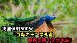 我国仅剩500只，“百鸟之王”绿孔雀，叫停云南十亿水电站！