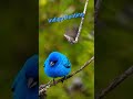 Indigo Bunting #bird #nature #wildlife