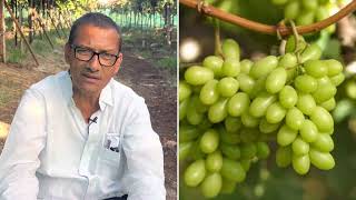 कॅलिफोर्नियाचा “आरा १५” द्राक्ष वाण आला महाराष्ट्रात # ARRA 15#Californiya’s Grape variety