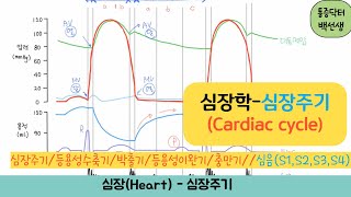 심장학- 심장주기(Cardiac cycle) : 등용성수축기/박출기/등용성이완기/충만기//심음(S1, S2, S3, S4)