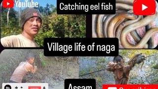 Catching eel fish || vilage life || #fishing #hunting  #viralvideo #youtube #villagelife #1million