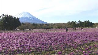 「富士芝桜まつり」晴天と富士山を背景に(19/04/28)