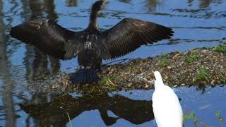 終始挙動がおかしすぎるカワウさん(´ω`)\\