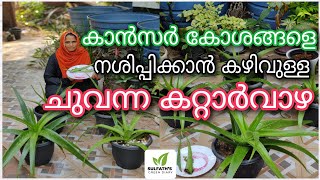 കാൻസർ കോശങ്ങളെ നശിപ്പിക്കാൻ കഴിവുള്ള ചുവന്ന കറ്റാർവാഴ | Red Aloe Vera Uses | Aloe Vera | കറ്റാർവാഴ