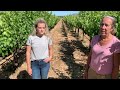 vineyard update from honig vineyard u0026 winery