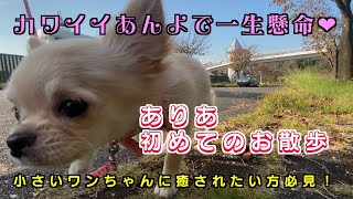 生後3ヶ月チワワ初めてのお散歩　#チワワ #chihuahua #パピー #puppy #犬 #いぬ #犬のいる暮らし #chihuahuapuppy #kawaii #かわいい #かわいい犬 #子犬