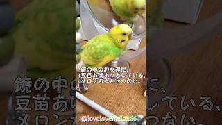 鏡の中のお友達に、豆苗あげようとしているメロンちゃんせつない。 #セキセイインコ  #豆苗 #鳥好き #鏡