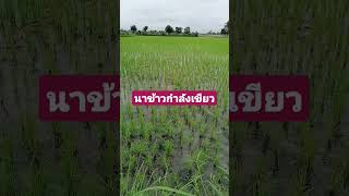 นาข้าว #เกษตรอินทรีย์ #โคกหนองนาโมเดล #1ไร่พอเพียง #เกษตรพอเพียง #เกษตร #เกษตรยุคใหม่