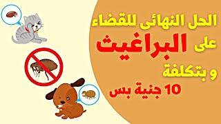 كيفية القضاء علي براغيث القطط والكلاب نهائياً ب 10 جنية بس🤯 | dog flea & cat flea 🐶🐱🦟