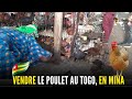 (TOGO J -4) COMMENT VENDRE le POULET GOLIATH au TOGO, Ahépé (préf./YOTO) Elevage du poulet local