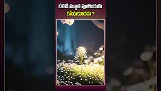 చీకటి పడ్డాక పూలెందుకు కోయకూడదు?