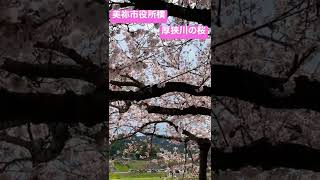 美祢市役所の横の厚狭川沿いの桜