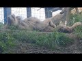 樹秋△⑱ホワイトライオン・白獅子・セラムくん・沖縄こどもの国・・・white_lion・okinawa zoo u0026 museum 20241028