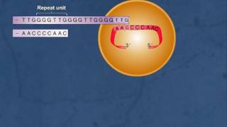 Telomerase function HD Animation
