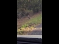 ワラビー カンガルーの小型）found a wallaby near the house