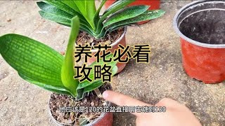 4种不同年份君子兰换土上肥选盆全过程分享，养花必备攻略 #养花小知识 #君子兰养殖 #兰花小知识 #花卉养护