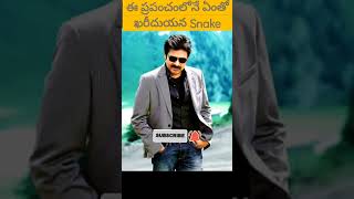 ఈ ప్రపంచంలోనే ఏంతో ఖరిధుయన రెండు తలకయ వున్న  snake#The world costly snake