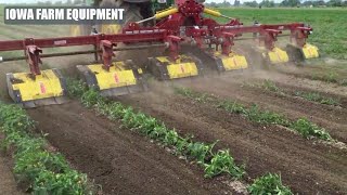 Inter Row Rotary Tiller Organic Weed Control Cultivating Tomatoes Tractor Cultivator