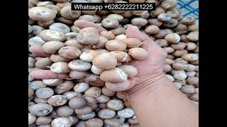 Supari Suppliers In India   Whatsapp +6282222211225