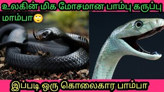 உலகின் மிக ஆபத்தான பாம்பு கருப்பு மாம்பா பற்றிய தகவல். intresting fact's about black mamba.#youtube