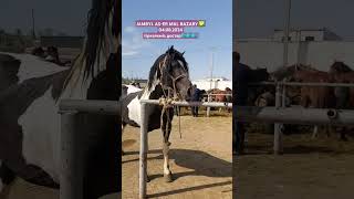 Айғыр мощный #horse #айғыр #equestrian #shorts #asmr #stallion