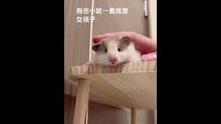 它真的好像个小宝宝 仓鼠🐹 养鼠日常分享 萌到爆炸了💥 金丝熊