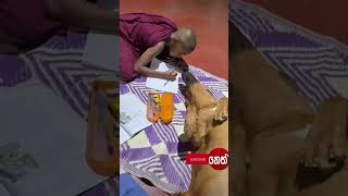 බලන්නකෝ එයාලා දෙන්නාගේ ආදරේ.. #doglover #dog