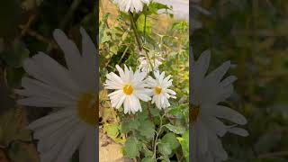 Chrysanthemum japonense #flower  #peace