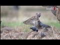 jackdaws gather nest material from red deer wooglobe