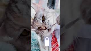 【緬因貓】猛女噼噼版提示音，下載保電量！#萌寵#寵物充電提示音#shorts