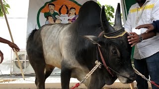 வீட்டுக்கு ஒரு நாட்டு மாடு வியாதிக்குப் பூட்டுப் போடு | காங்கேயம் காளை - கொங்க கோசாலை